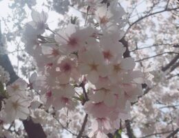 桜の季節も終わり、もうすぐGW！